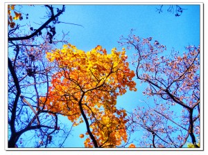 Fragrant Hill Park in Beijing