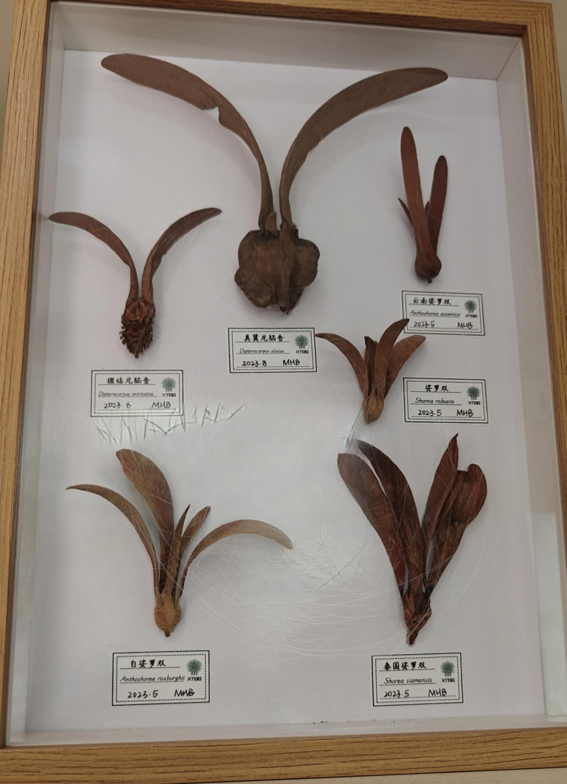 龙脑香科植物种子