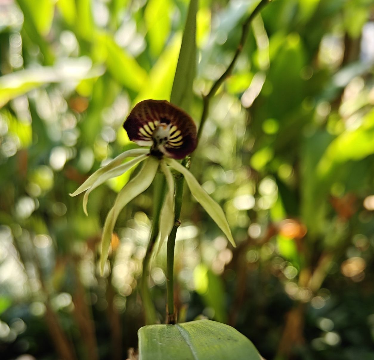 在版纳植物园，读懂热带雨林植物的生存智慧